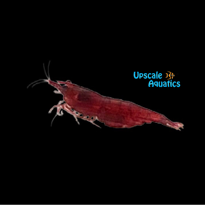 Bloody Mary Shrimp (Neocaridina davidi)