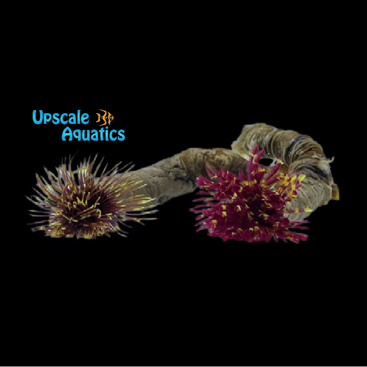 Golden Red Feather Duster (Sabellastrarte sp.)