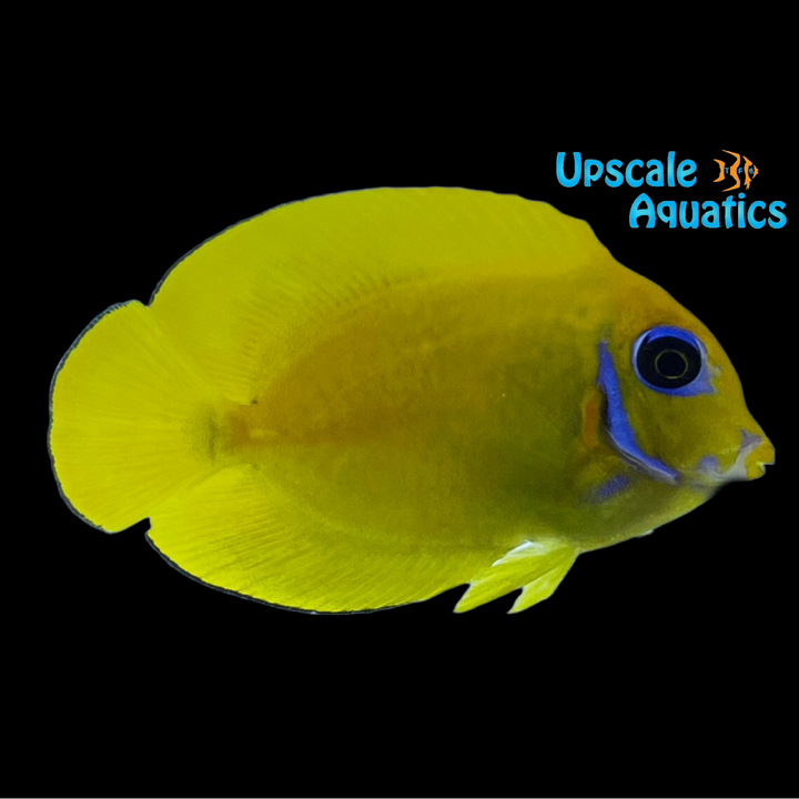 Lemonpeel Mimic Tang 'Fiji' (Acanthurus pyroferus)