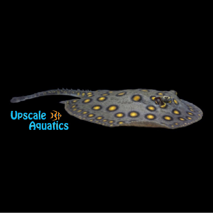 Motoro Stingray - Captive Bred (Potamotrygon motoro)