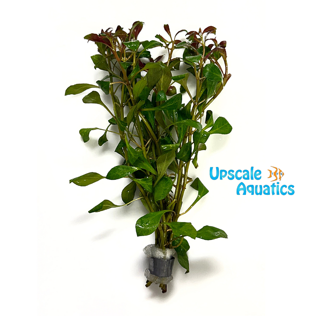 Ludwigia Ovalis