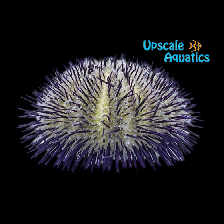 Purple Passion Urchin (Salmacis virgulata)