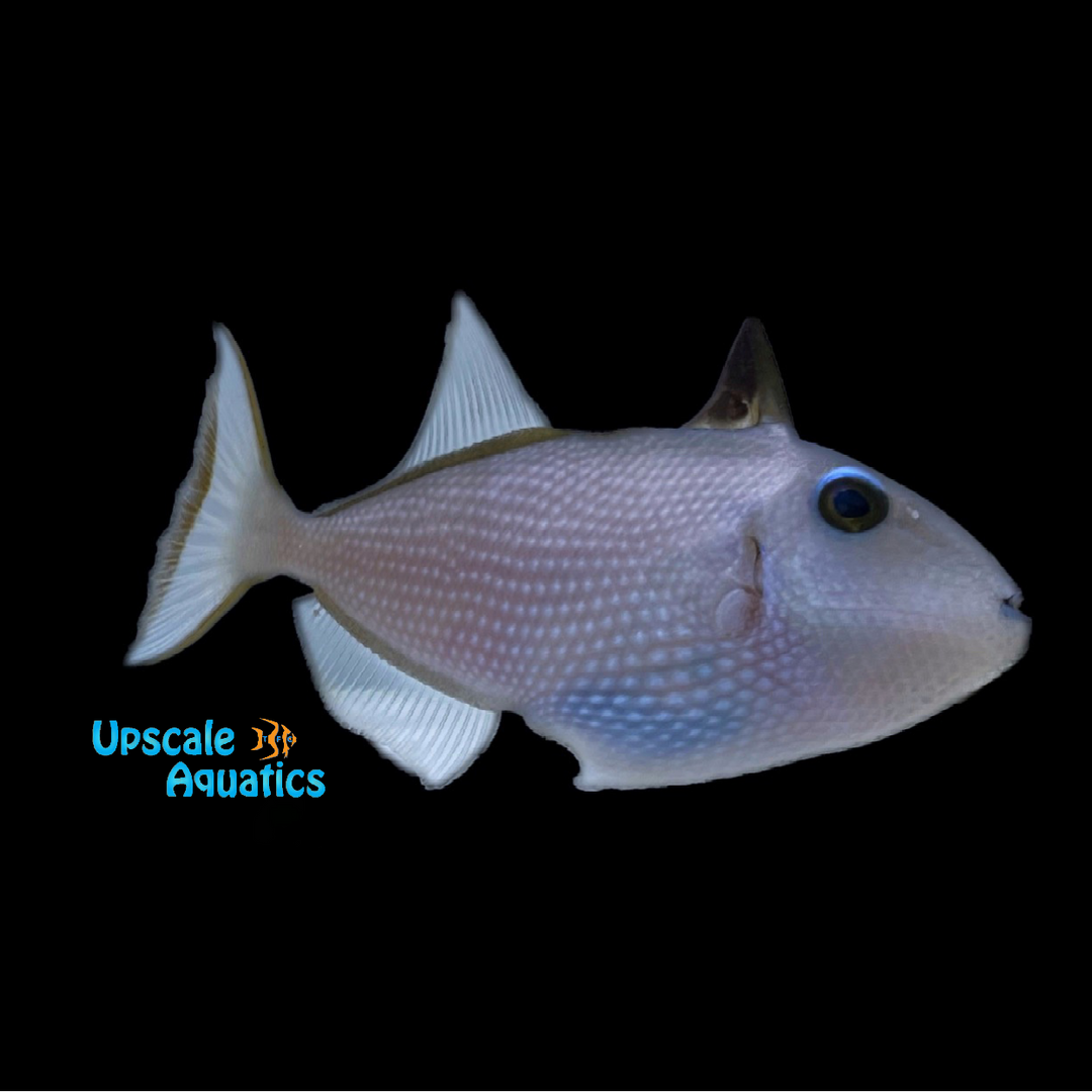 Blue Jaw Trigger - Female (Xanthichthys auromarginatus)