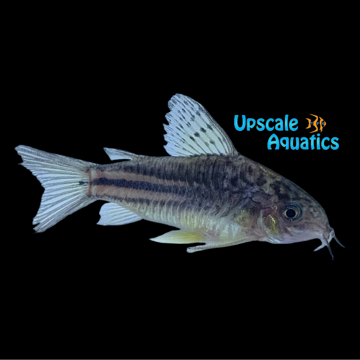 Yellow Cat Cory (Corydoras cw123)