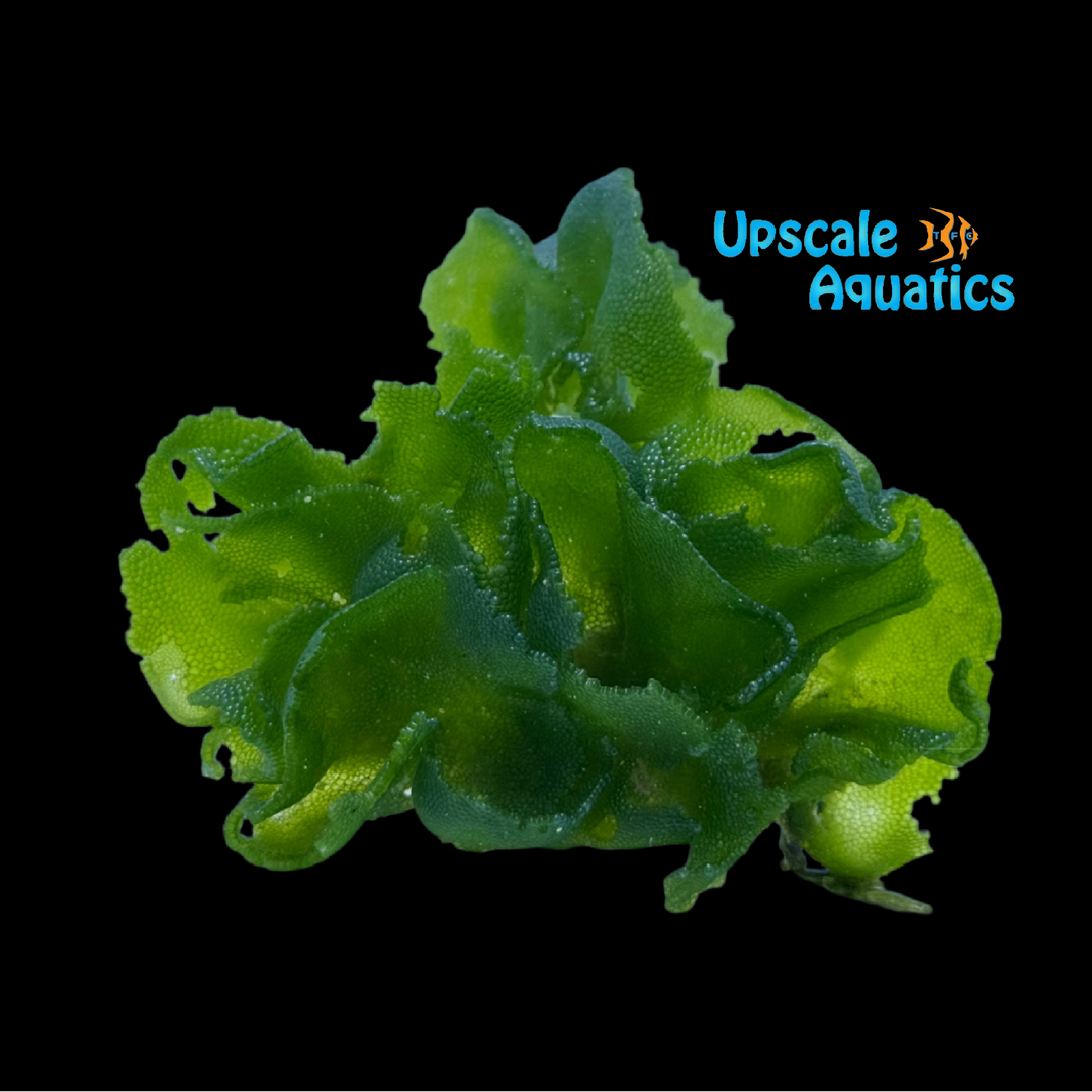 Rigid Sea Lettuce (Anadyomene sp.)