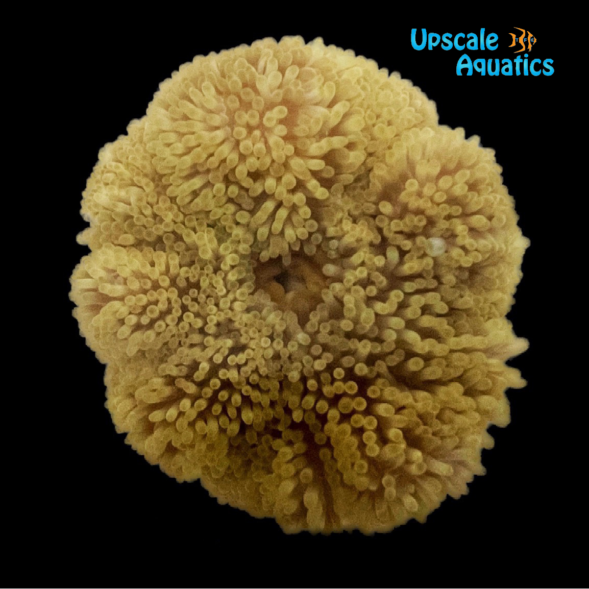 Caribbean Carpet 'Sun' Anemone (Stichodactyla helianthus