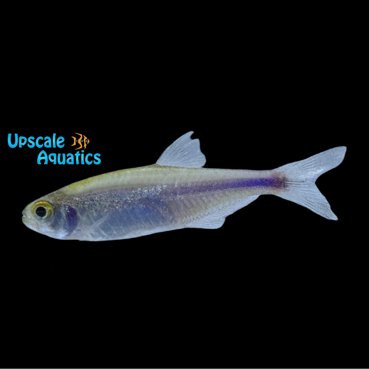 Cochu's Blue Tetra (Boehlkea fredcochui)