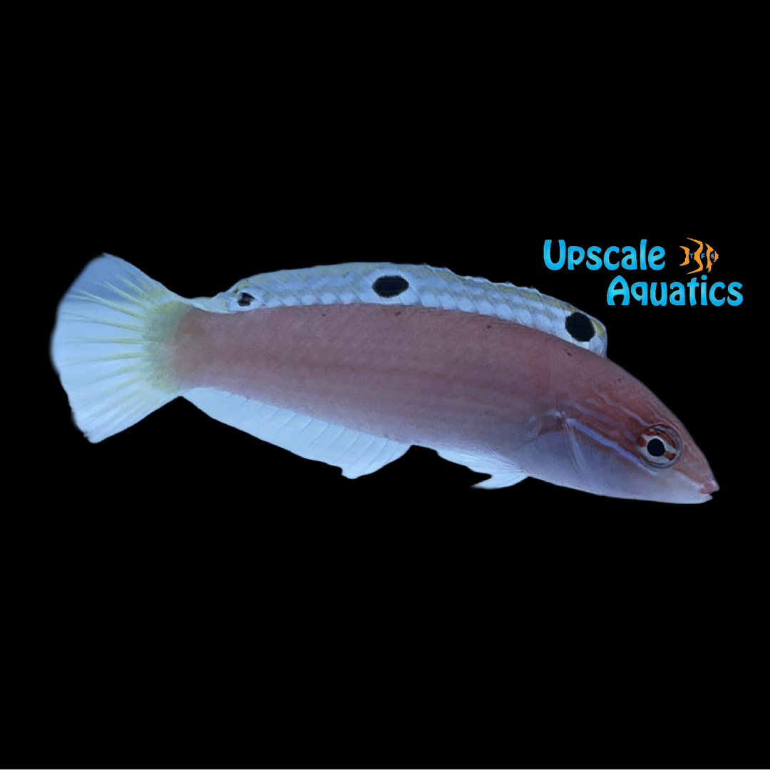 Triplespot Wrasse (Halichoeres trispilus)