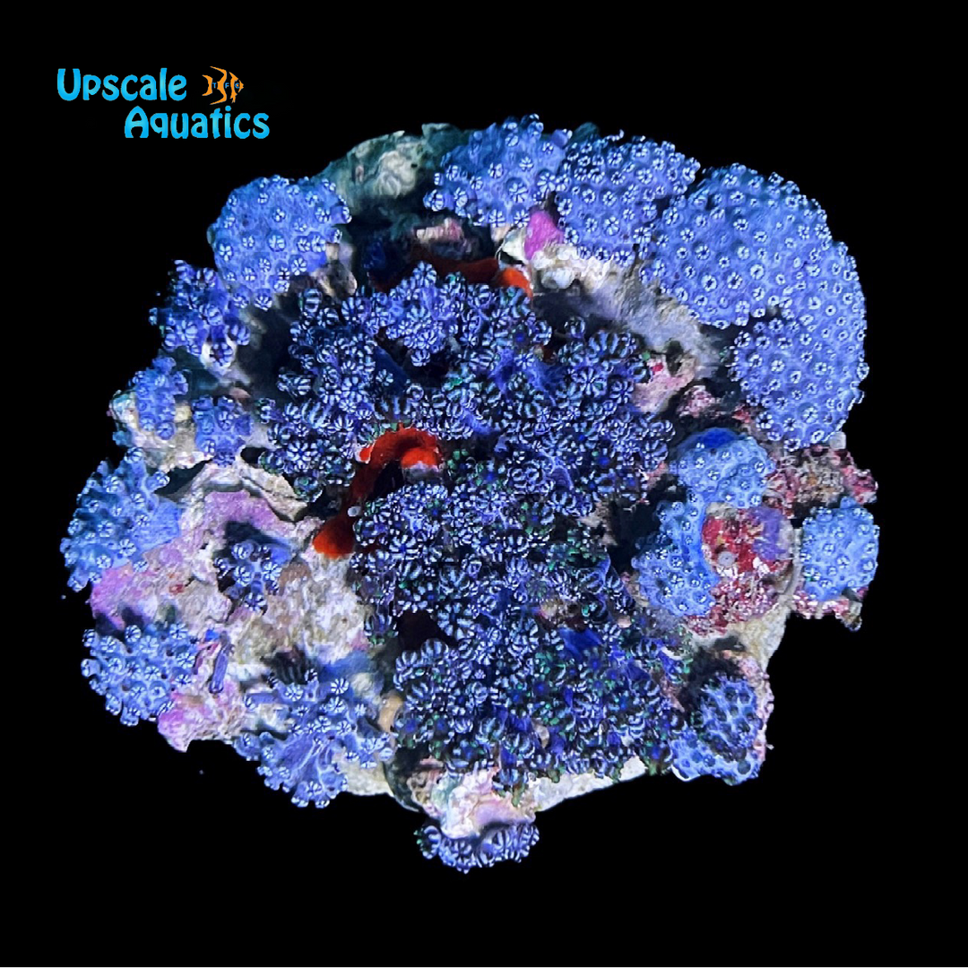 Blue Sympodium Polyps - Aquacultured (Sympodium sp.)