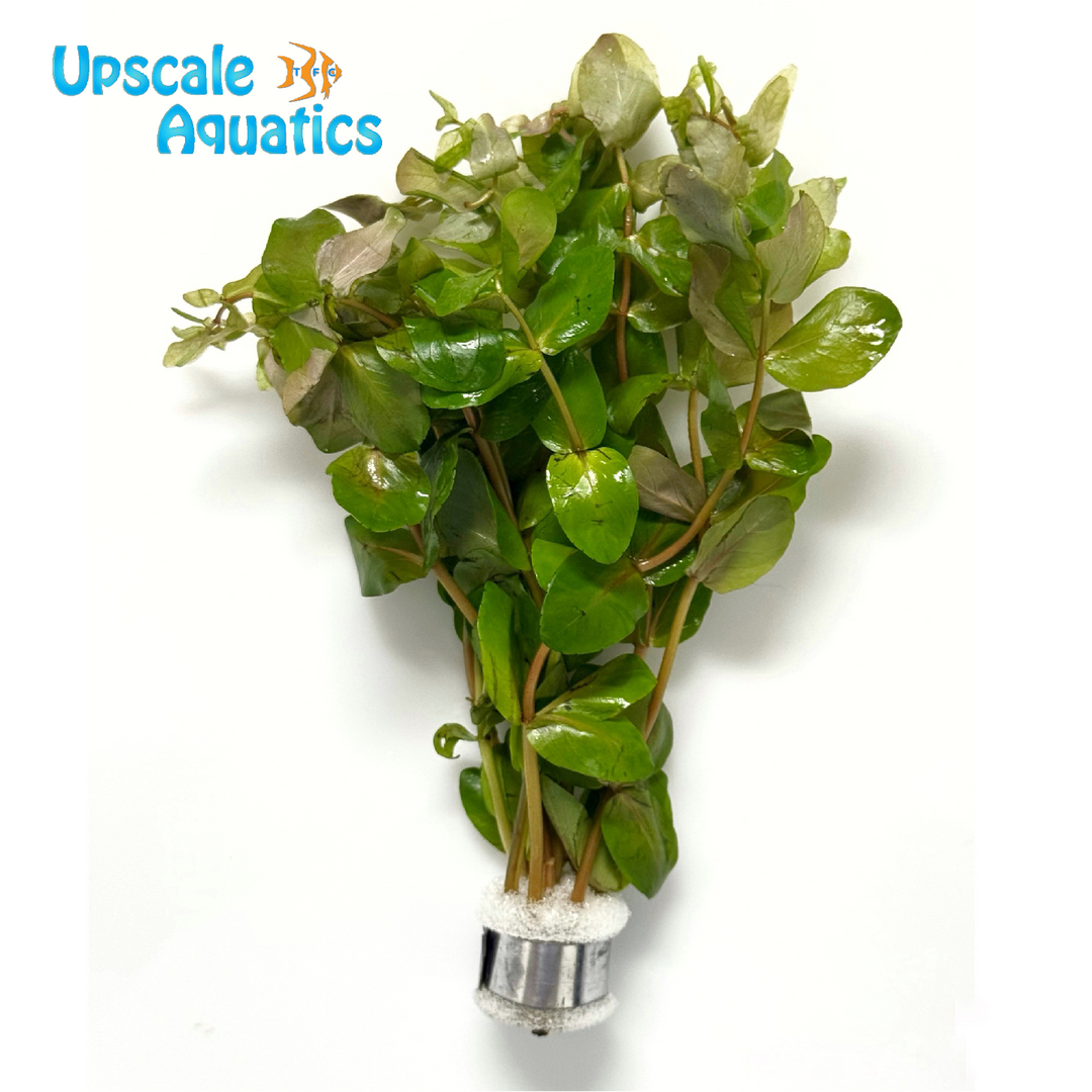 Shimoga Rotala (Rotala macranda 'Shimoga')