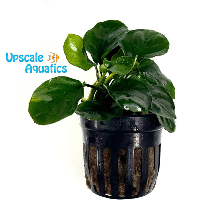 Golden Coin Anubias (Anubias barteri round 'golden coin')