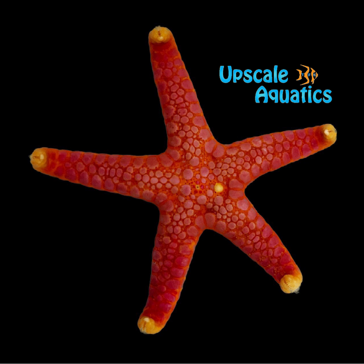 Marbled Tile Starfish (Paraferdina plakos)