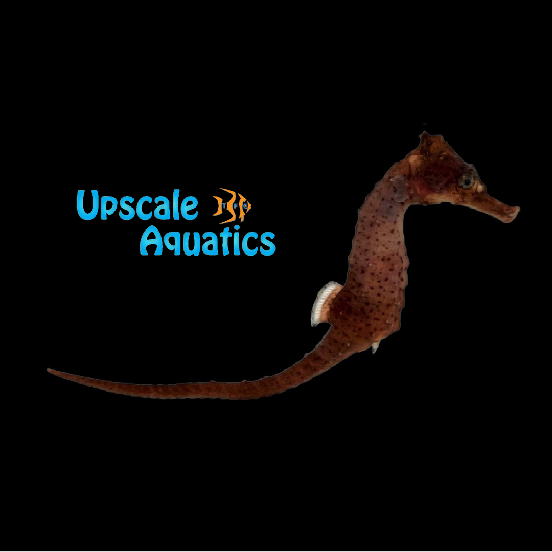 White's Seahorse - Captive Bred (Hippocampus whitei)