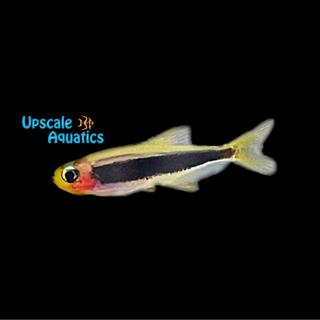 Toucan Tetra (Tucanoichthys tucano)