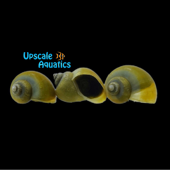 Jade Mystery Snail (Pomacea bridgesii)