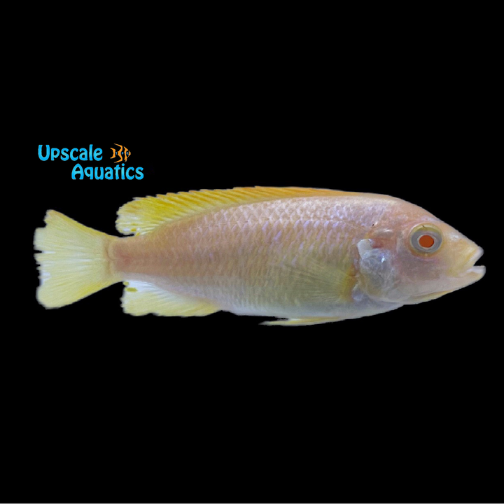 Albino Red Top Zebra Cichlid (Metriaclima pyrsonotos)