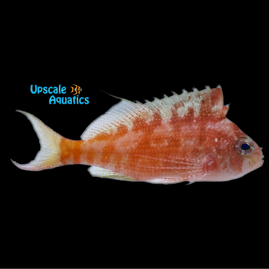 Lyretail Hawkfish (Cyprinocirrhites polyactis)