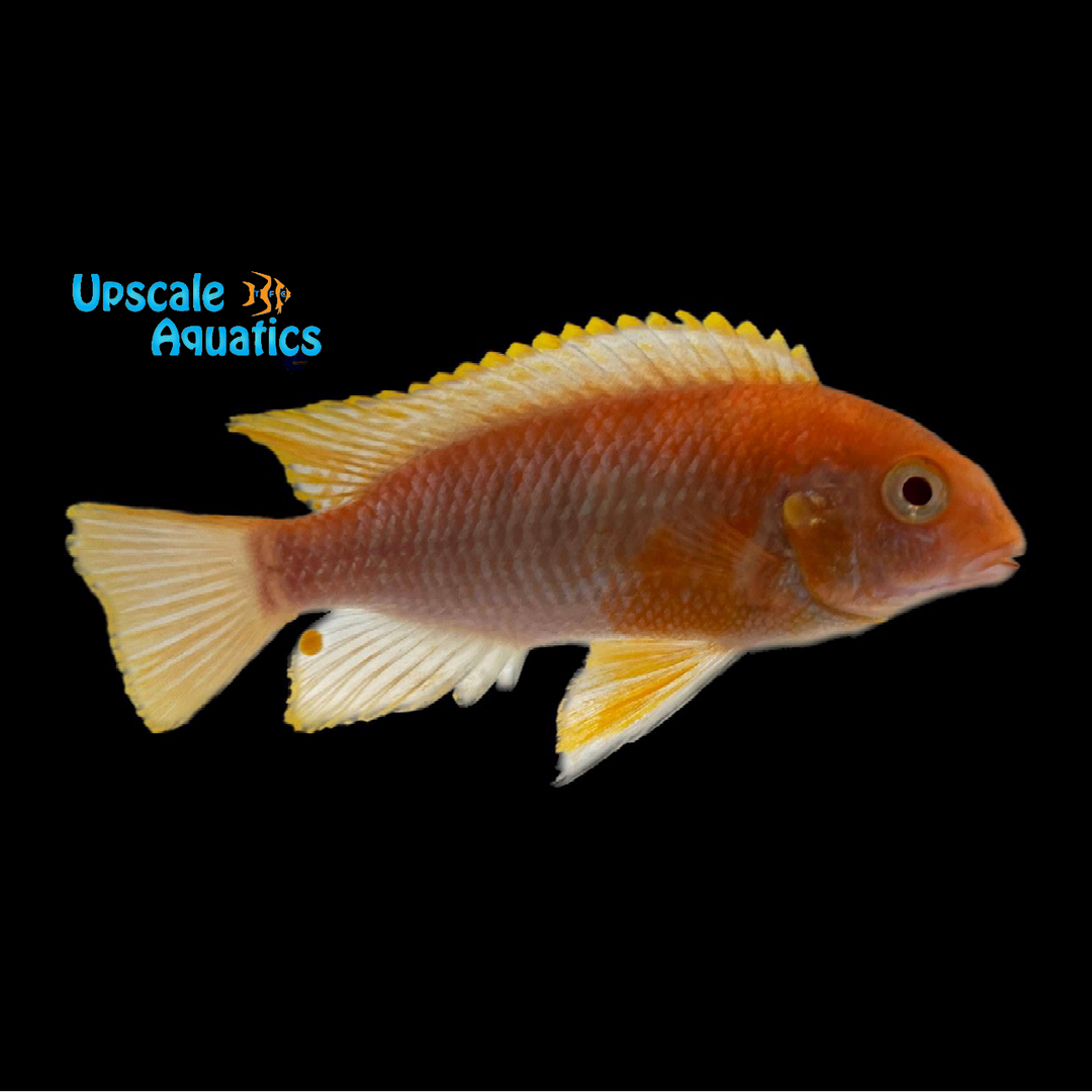 Albino Red Cheek Tropheops Cichlid (Tropheops sp. macrophthalmus albino)