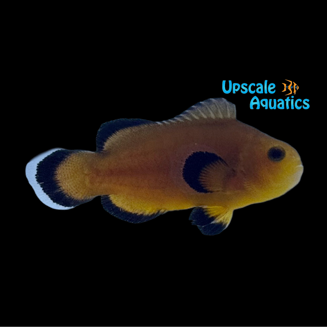 Maine Mochaccino Clownfish (Amphiprion ocellaris)