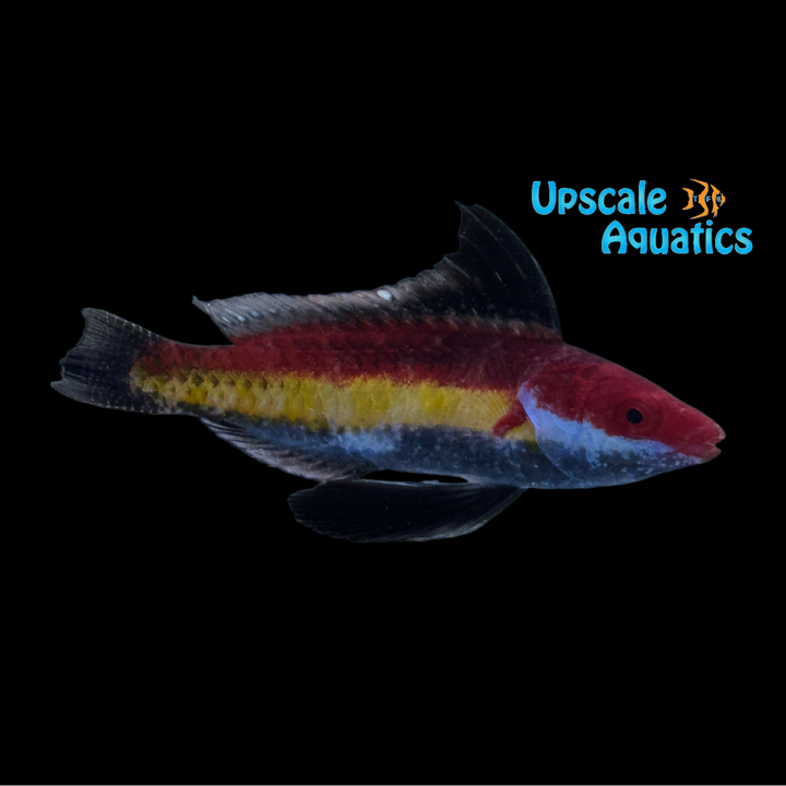 Naoko's Fairy Wrasse (Cirrhilabrus naokoae)