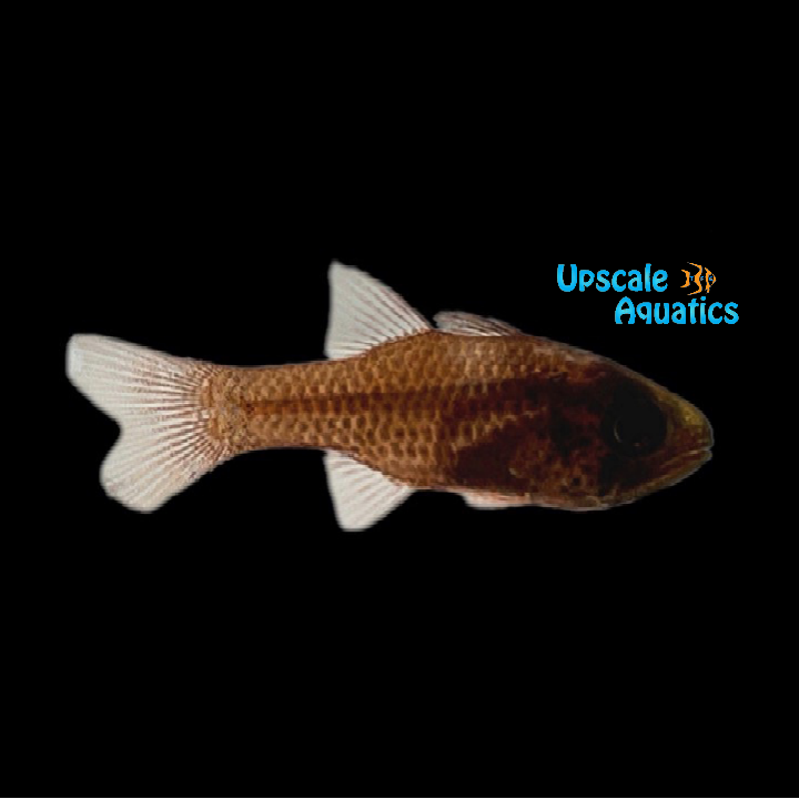 Dusky Cardinalfish (Phaeoptyx pigmentaria)