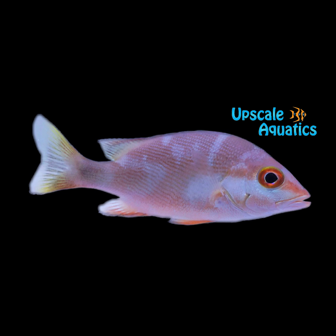 Humpback Red Snapper (Lutjanus gibbus)