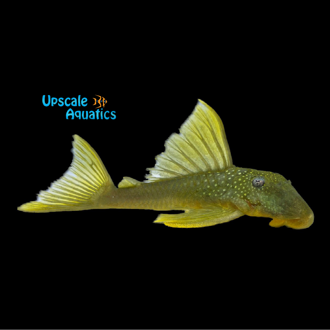 Highfin Green Phantom Pleco L200 (Baryancistrus demantoides)
