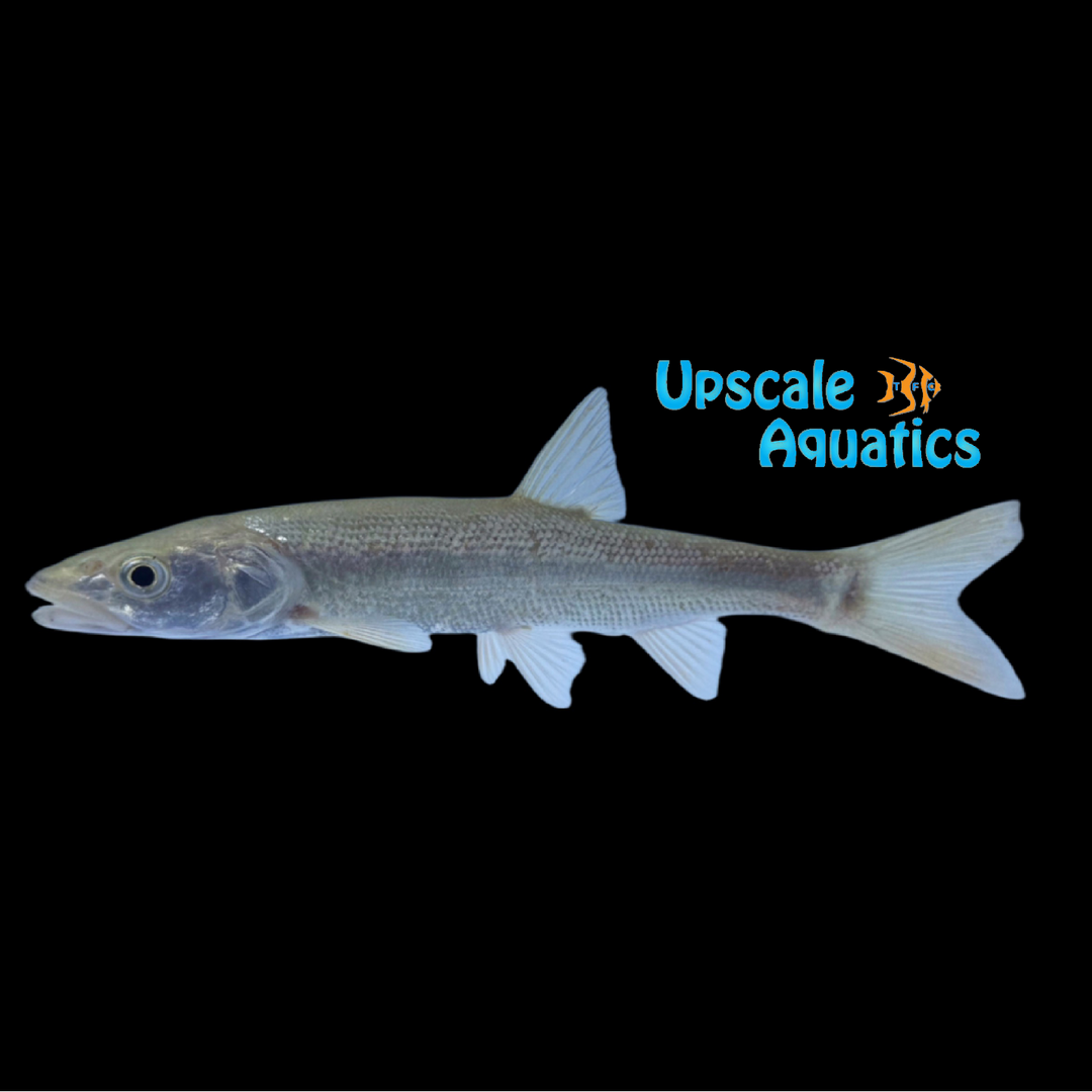 Sacramento Pikeminnow (Ptychocheilus grandis)