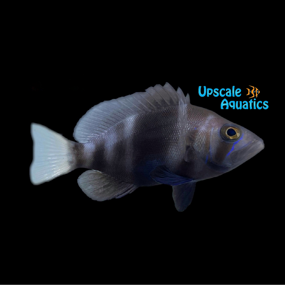 Yellowtail Hamlet (Hypoplectrus chlorurus)