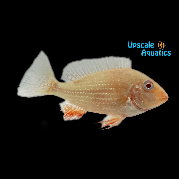 Albino Luo Han Heckelii Cichlid (Acarichthys heckelii)