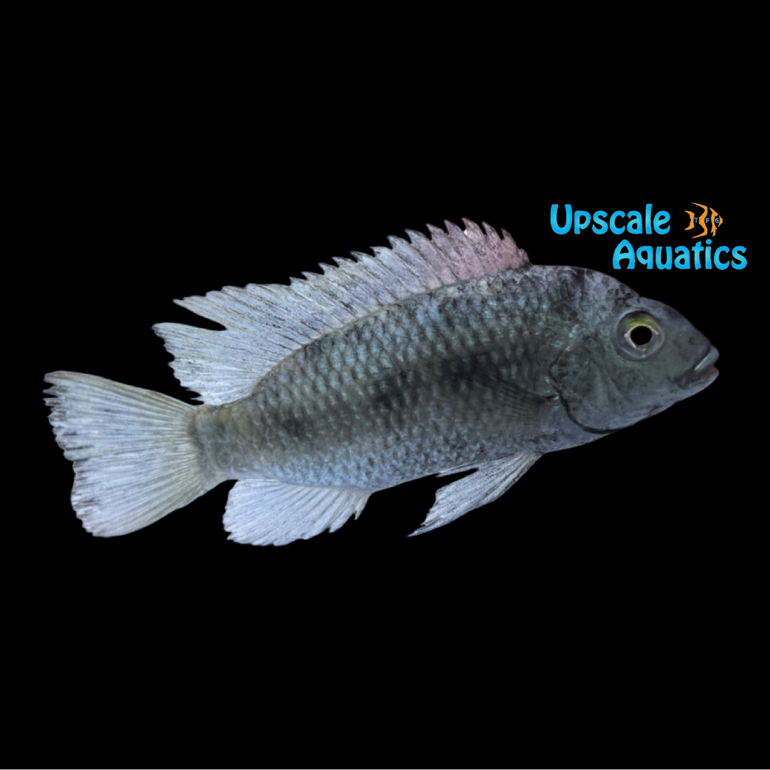 Lake Bosumtwi Tilapia (Coptodon discolor)