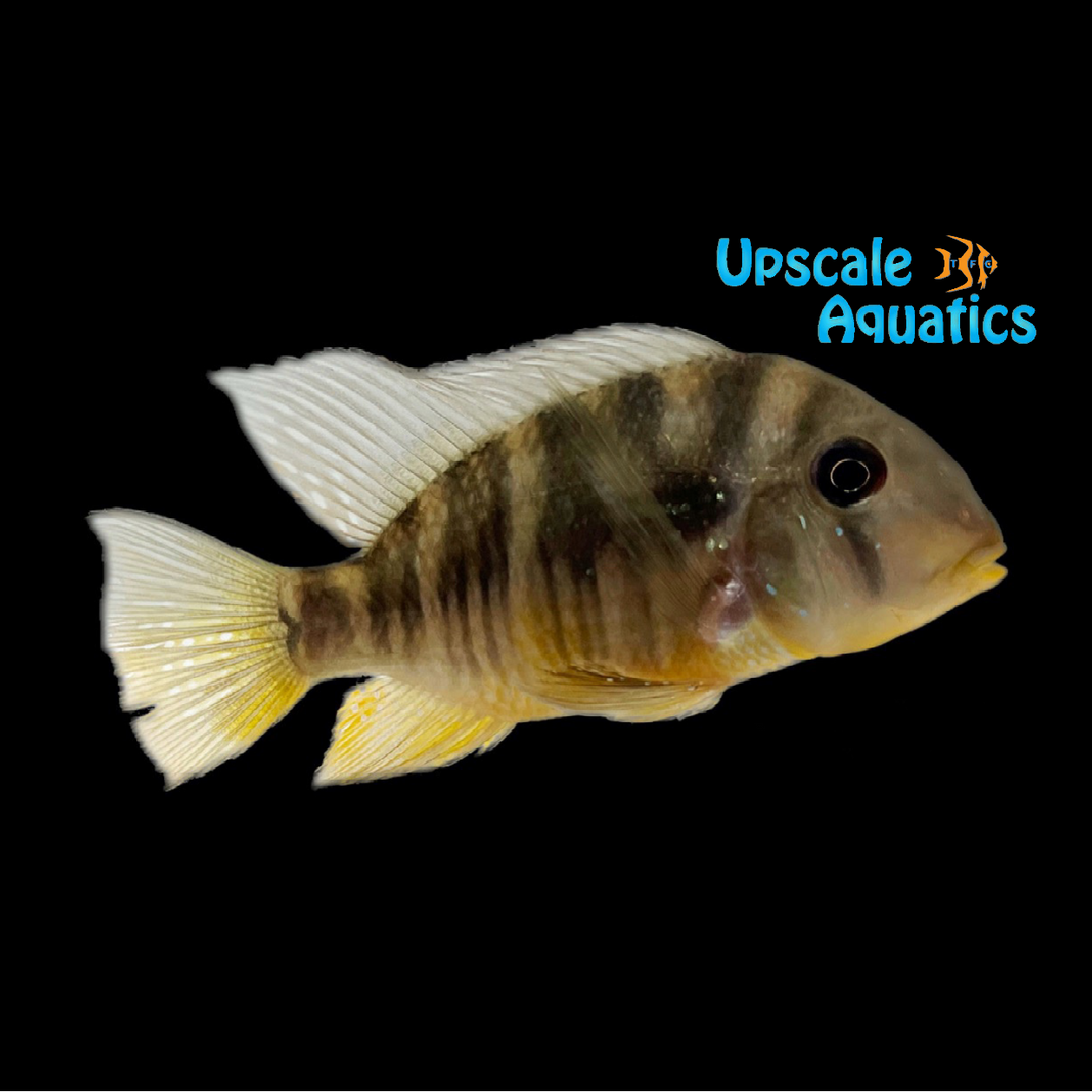 Gymnogeophagus Balzanii