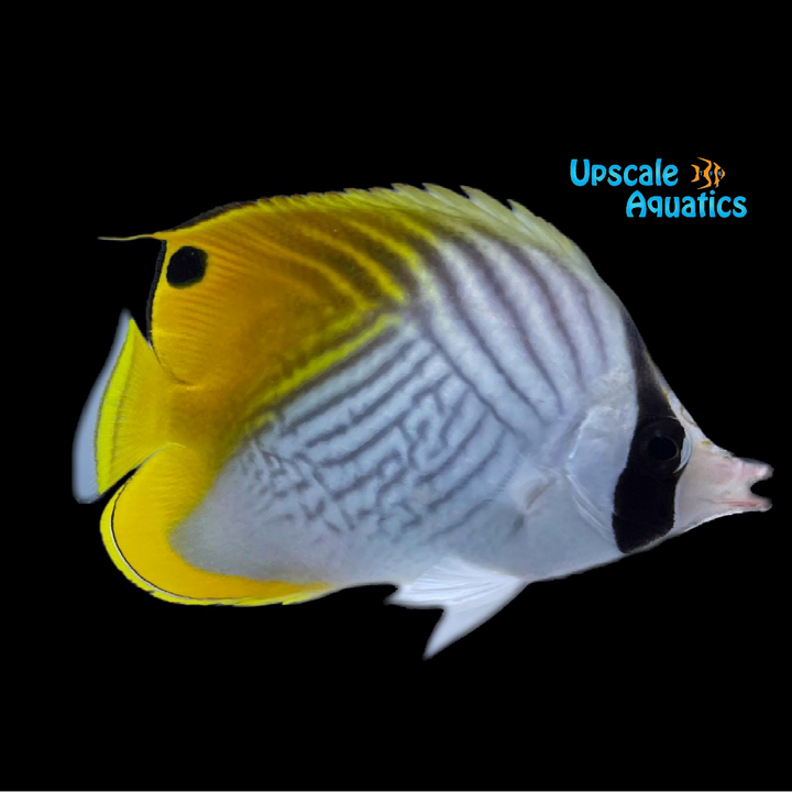 Auriga Butterfly (Chaetodon auriga)