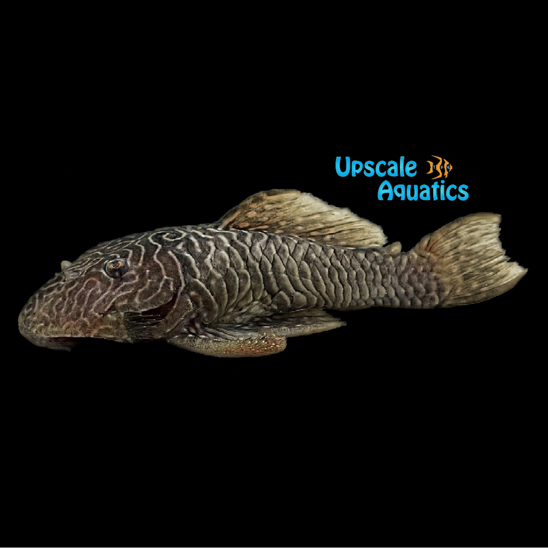 Wormline Chubby Pleco LDA46 (Parancistrus aurantiacus LDA46)
