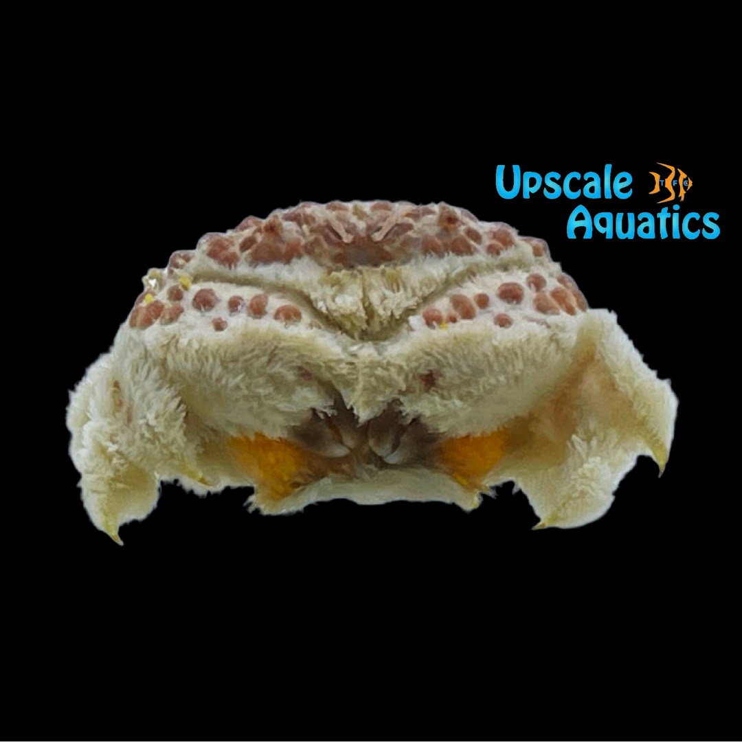 Hoary Rubble Crab (Banareia palmeri)