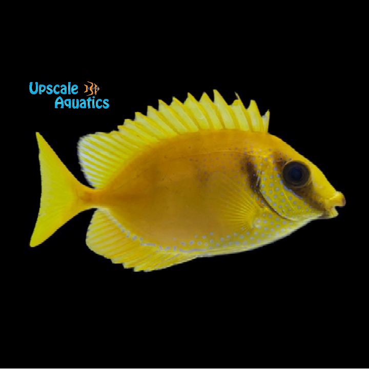 Blue Spotted Rabbitfish (Siganus corallinus)