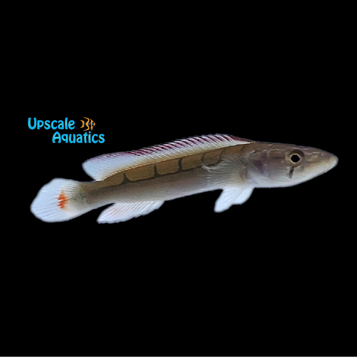 Atabapo Red Pike Cichlid (Crenicichla lugubris red)