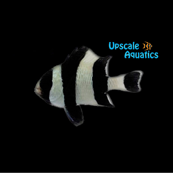 Four Stripe Damsel (Dascyllus melanurus)