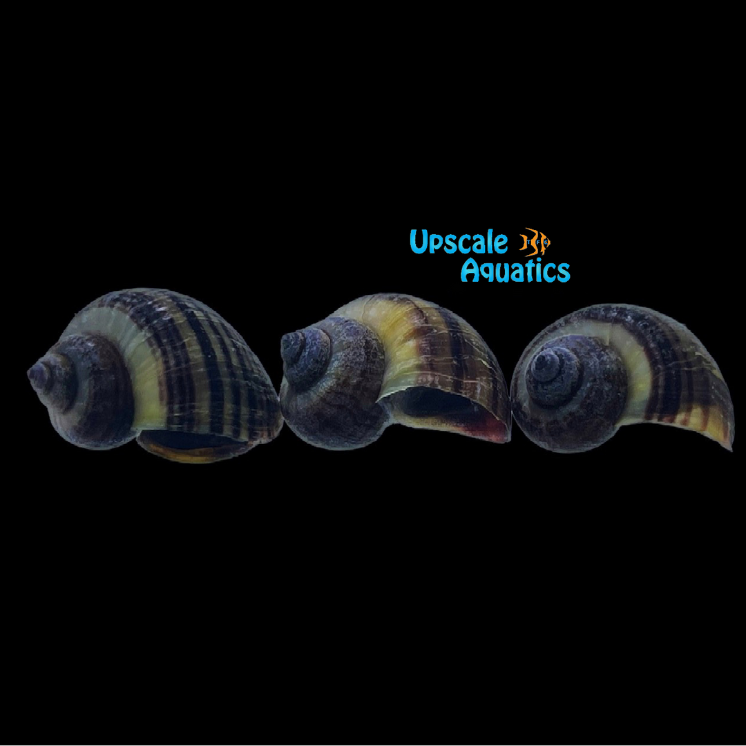 Black Mystery Snail (Pomacea bridgesii)