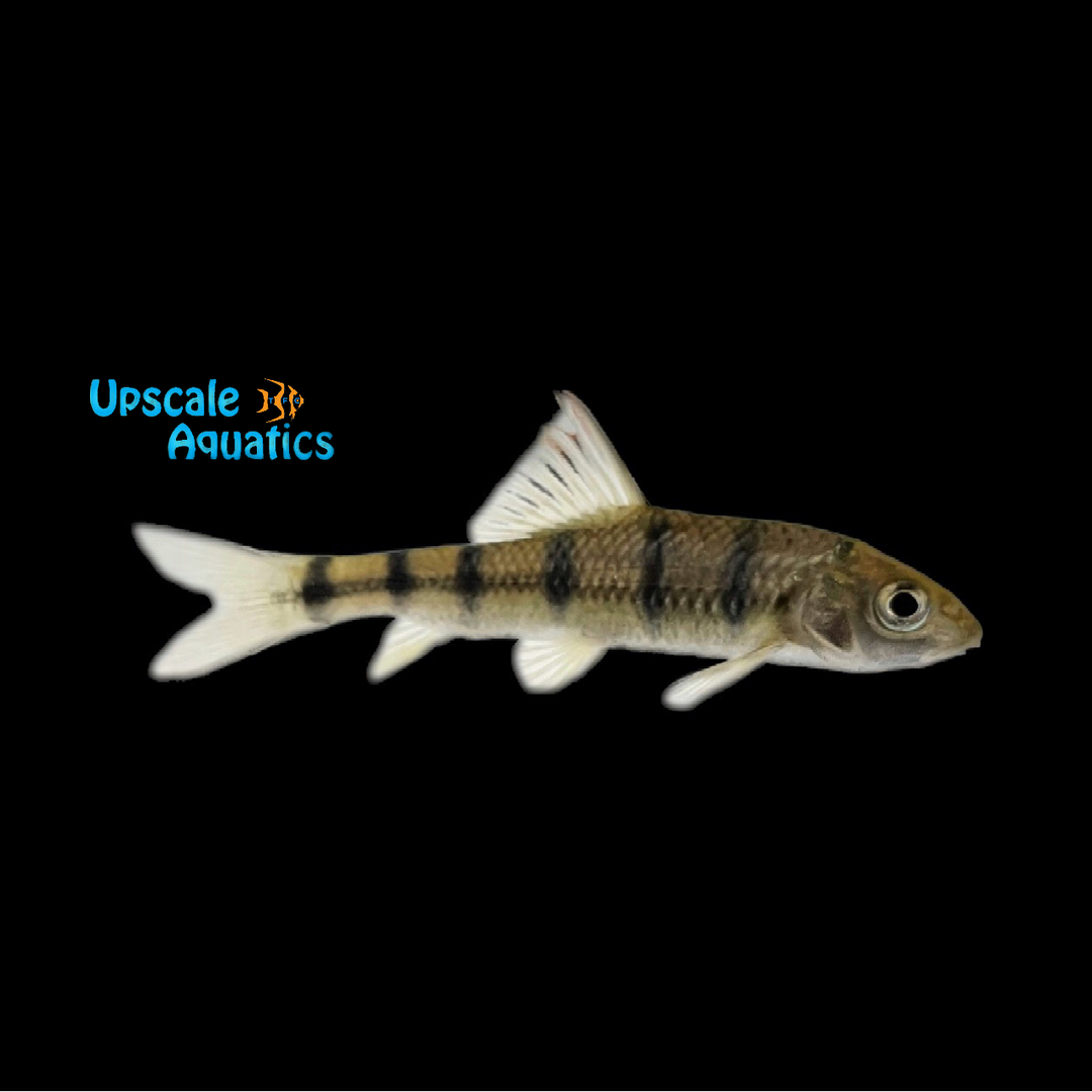 Acrossocheilus Paradoxus