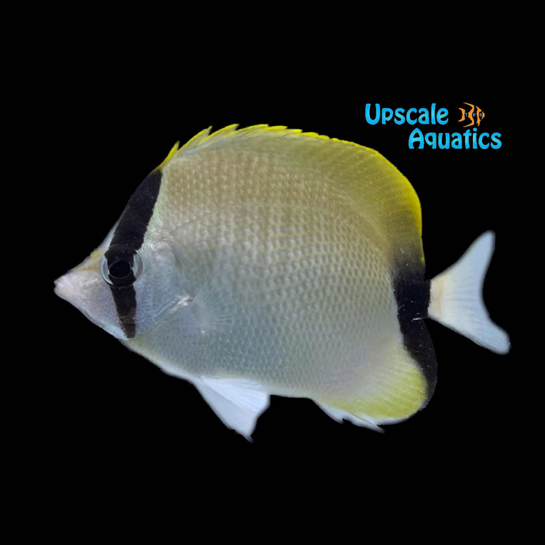 Reef Butterfly (Chaetodon sedentarius)