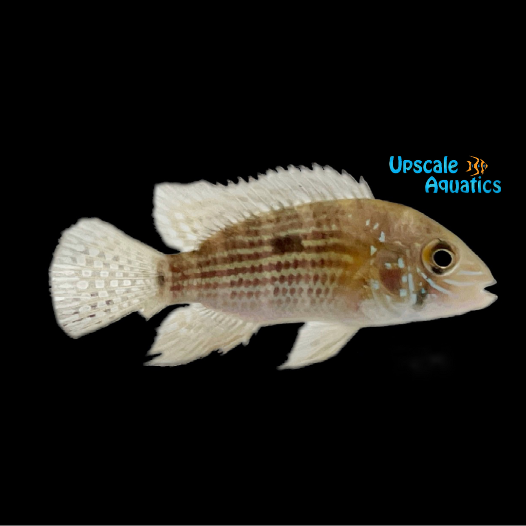 Green Terror Cichlid (Andinoacara stalsbergi)