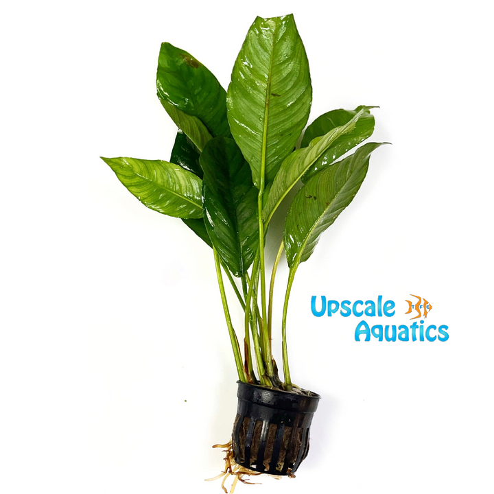 Heterophylla Anubias (Anubias heterophylla)