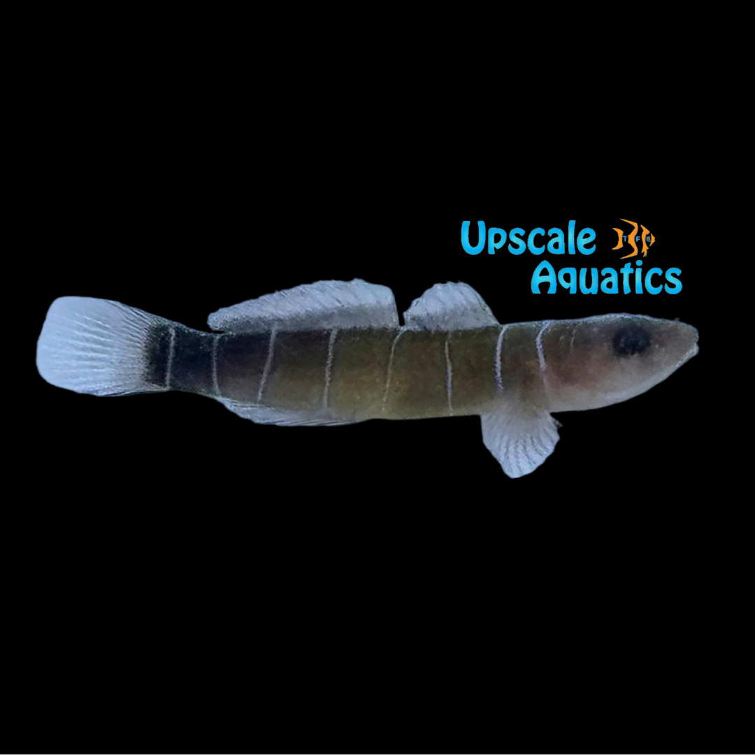 Nineline Goby (Ginsburgellus novemlineatus)