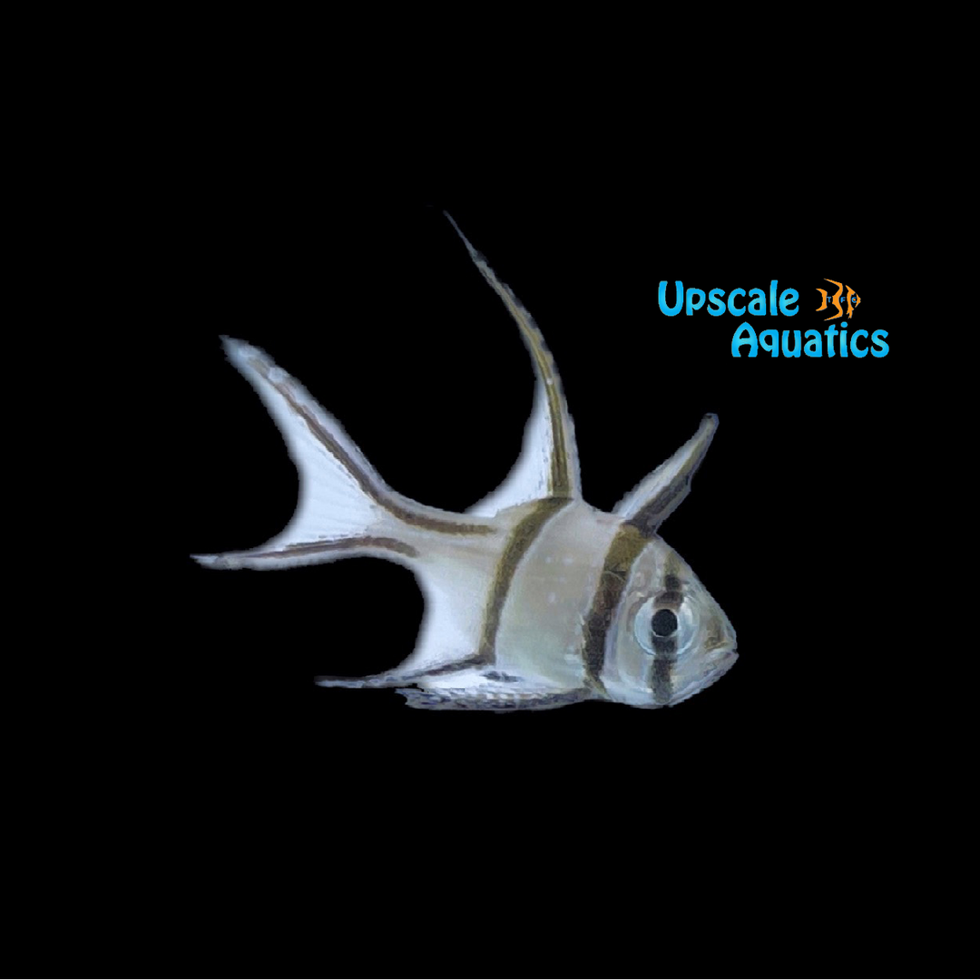 Banggai Cardinalfish - Captive Bred (Pterapogon kauderni)