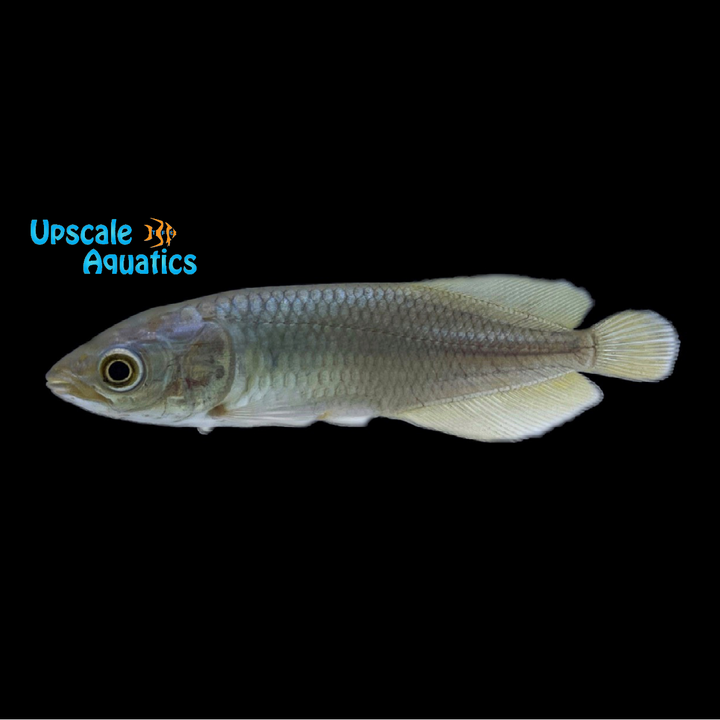 African Arowana (Heterotis niloticus)