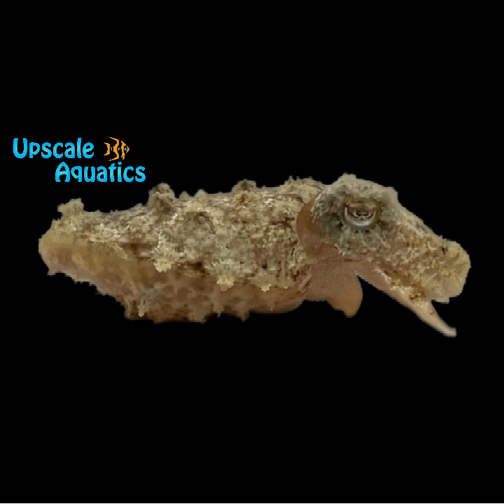 Dwarf Cuttlefish (Sepia bandensis)