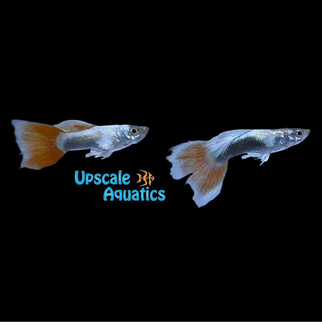 Santa Claus Dumbo Guppy (Poecilia reticulata)