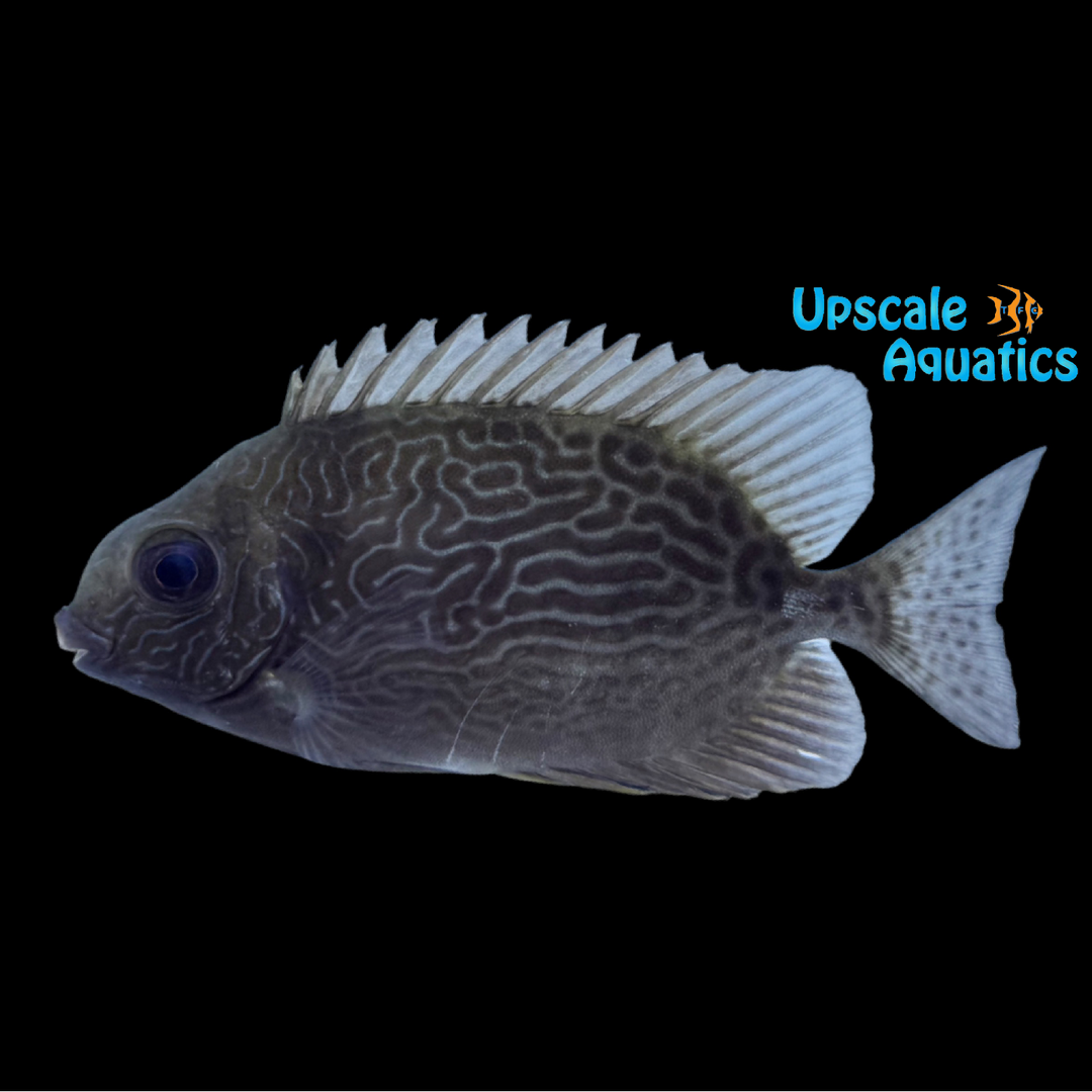 Vermiculated Spinefoot Rabbitfish (Signs vermiculatus)
