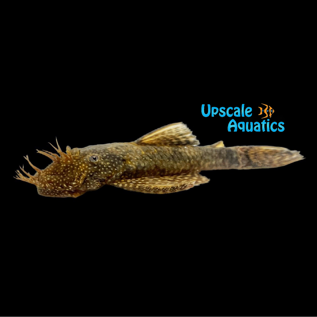 Chocolate Bristlenose Pleco (Ancistrus sp.)